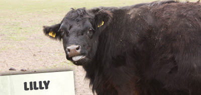 Lilly