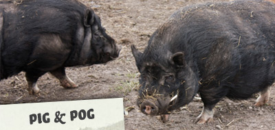 Pig und Pog